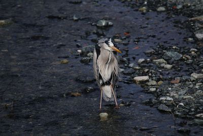 Close-up of bird perching on ground