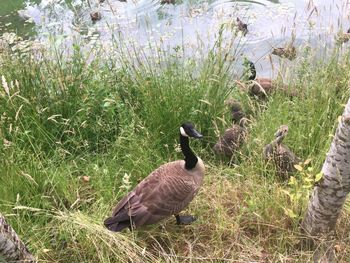 Mallard duck on field