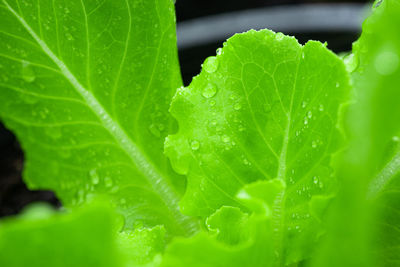 Close-up of wet plant leaves