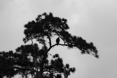 Low angle view of silhouette tree against sky