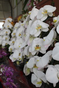 Close-up of white flowering plant