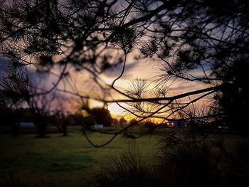 Bare trees on field at sunset