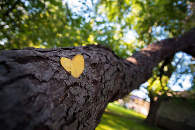 Low angle view of tree trunk