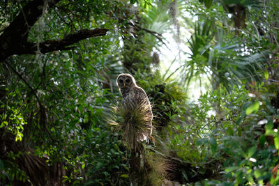 Low angle view of eagle in forest