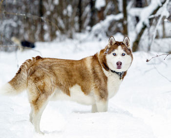 Dogs on snow covered field