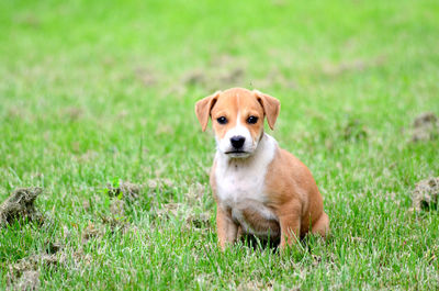 Portrait of dog on field