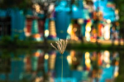 Close-up of plant against blurred background