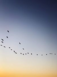 Low angle view of birds flying in sky