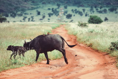 Buffalo and her calf crossing a dirt road in taita hills wildlife sanctuary, voi, kenya