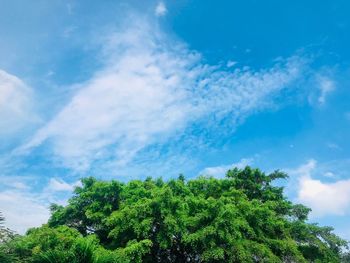 Low angle view of trees against blue sky