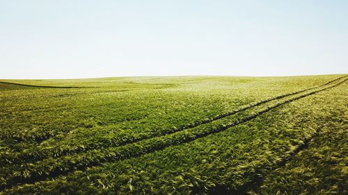 Scenic view of agricultural field against clear sky