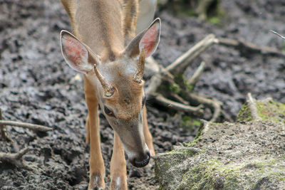 Portrait of deer