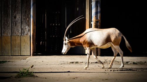 Side view of horse