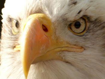 Close-up of bald eagle