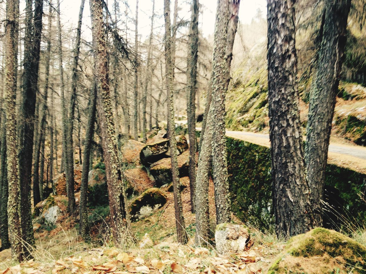 tree, tree trunk, forest, animal themes, animals in the wild, wildlife, nature, woodland, one animal, wood - material, branch, tranquility, growth, day, outdoors, landscape, beauty in nature, no people, tranquil scene, non-urban scene