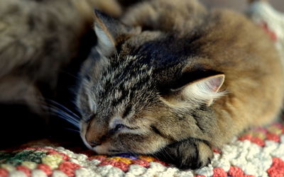 Close-up of cat sleeping on bed