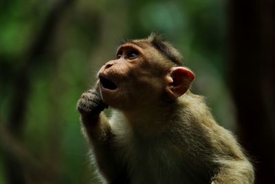 Close-up of monkey looking away