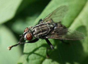 Close-up of insect on leaf