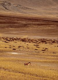 Scenic view of desert land on field