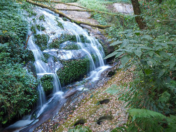 Scenic view of waterfall in forest