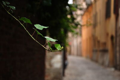 Close-up of plant