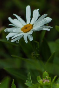 Close-up of white daisy flower