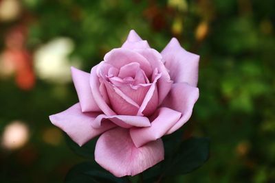 Close-up of pink rose flower