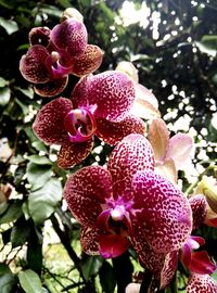 Close-up of pink flowers