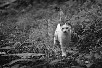 Portrait of a cat on field