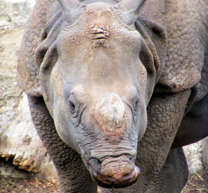 Close-up of elephant in water