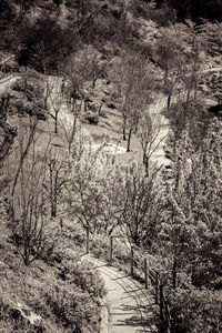 View of bare trees in forest