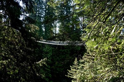 Footbridge amidst trees in forest