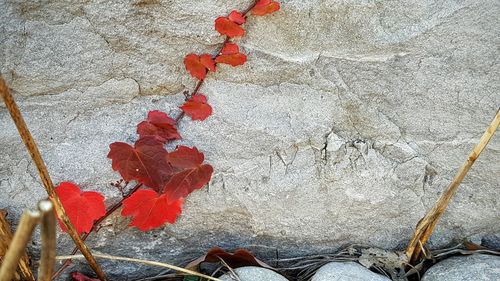 Low section of rose on concrete