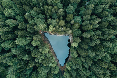 High angle view of pine trees in forest against sky