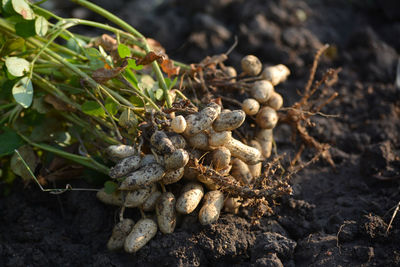 High angle view of plant growing on field