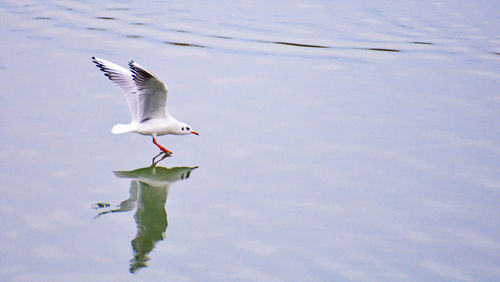 Seagull flying over lake