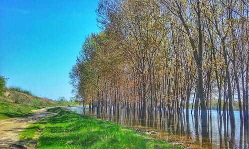 Panoramic shot of road amidst trees against blue sky