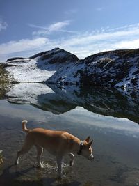 High angle view of dog walking on lake