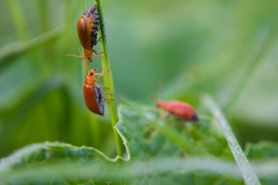 Close-up of insect on leaf