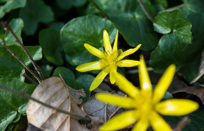 Close-up of yellow flowering plant leaves