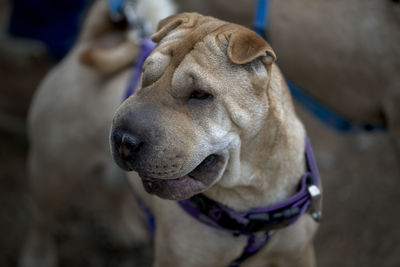 Close-up of dog looking away