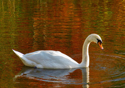 Swan swimming in a lake