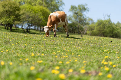 Full length of a horse grazing on field