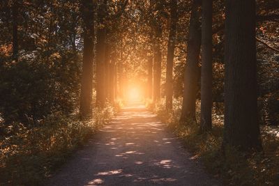 Road amidst trees in forest during autumn