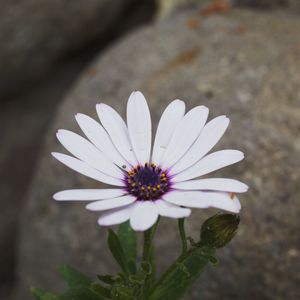 Close-up of white flower