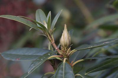 Close-up of plant