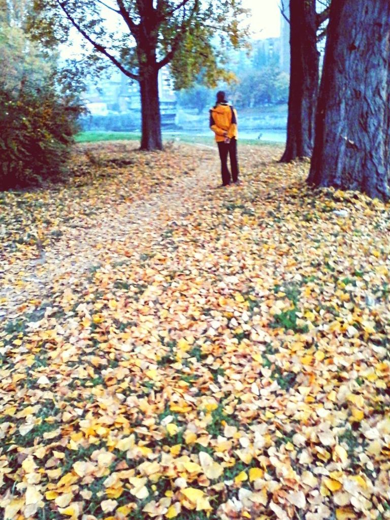 REAR VIEW OF MAN WALKING IN FOREST