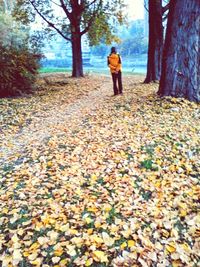 Rear view of man walking in forest during autumn