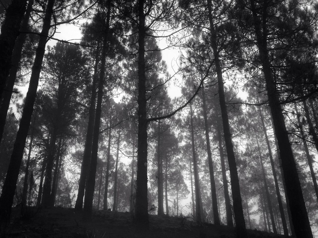 tree, tree trunk, forest, tranquility, growth, woodland, tranquil scene, nature, beauty in nature, scenics, low angle view, branch, silhouette, non-urban scene, sky, outdoors, tall - high, idyllic, day, no people