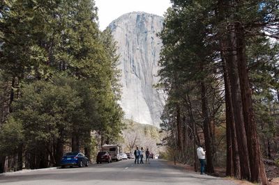 Road passing through trees